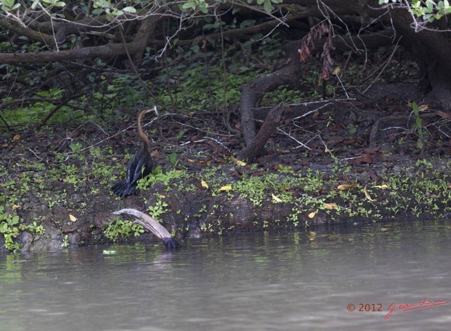 124 LOANGO Inyoungou Oiseau Anhinga Afrique Anhinga rufa avec Poisson dans le Bec 12E5K2IMG_79174wtmk.jpg
